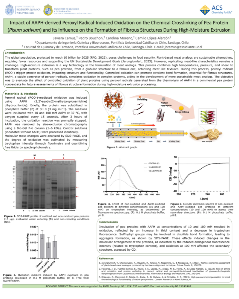 Poster on Impact of AAPH-derived Peroxyl Radical-Induced Oxidation on the Chemical Crosslinking of Pea Protein (Pisum sativum) and Its Influence on the Formation of Fibrous Structures During High-Moisture Extrusion