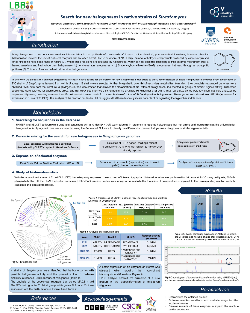 Poster on the Search for New Halogenases in Native Strains of Streptomyces