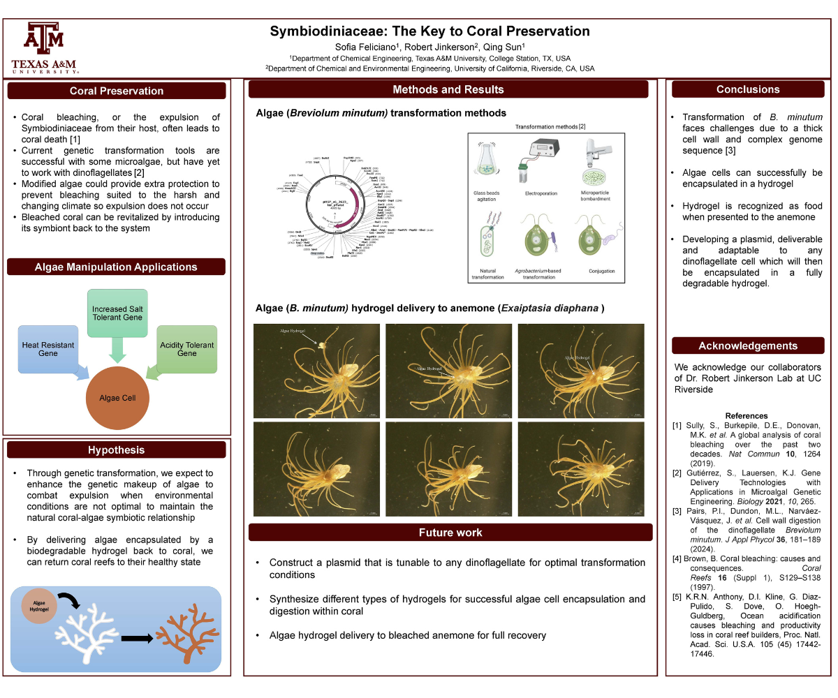 Methods of coral reef preservation through genetic engineering and reintroduction of symbiotic algae to the coral host.