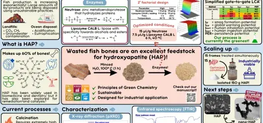 A research poster describing the isolation of hydroxyapatite from Atlantic salmon frames using an enzyme treatment. Please visit our manuscript published at RSC Sustainability for more information.