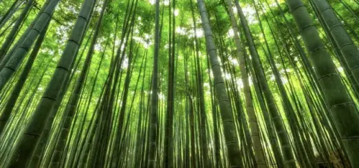 Picture by Canva, bamboo