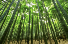Picture by Canva, bamboo