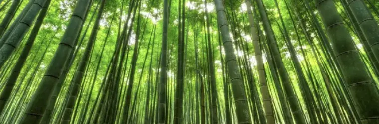 Picture by Canva, bamboo
