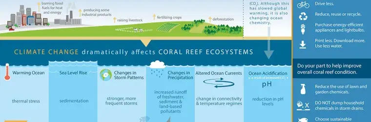 infographic showing relationship between coral and climate