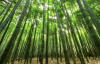 Picture by Canva, bamboo